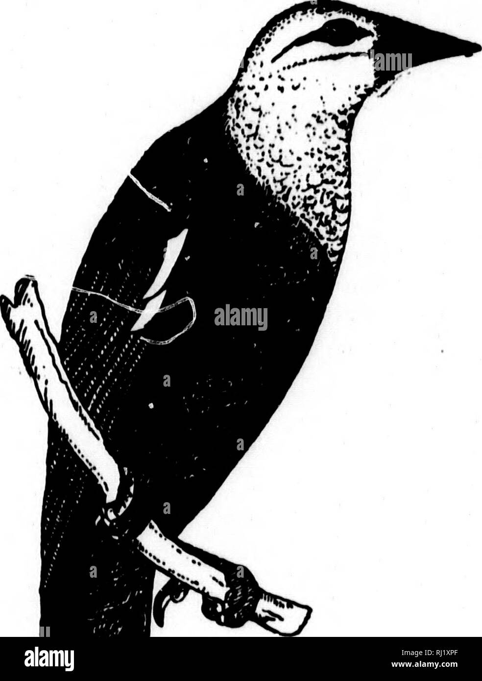 . I nidi e le uova di uccelli del Nord America [microformati]. Ornitologia; uccelli; Ornithologie; Oiseaux. 340 nidi e un ego di greggi con il Long-tailed Orackles, commoa Cowbirds, Brewer's, rosso-alati e giallo-guidato merli. Ha trovato le sue uova in nidi di Torello, incappucciato e il frutteto Orioles, una volta nel nido del giallo-breasted Chat, e rosso-winged Blackbird, forbice-tailed Flycatcher e texano Cardinale il'iirrhuluTia HimmUi). Le uova della red-eyed Cowbird sono semplici bluastro-verde simile a quella delle uova come .90X.70, estremi .96x.75 e .82x.65. % I :1H i: ",1 497. Foto Stock