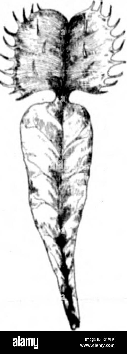 . Fiori Selvatici del Canada [microformati]. Fiori Selvatici; fiori; botanica; Fleurs sauvages; Fleurs; Botanique. con quattro, cinque xltavnl hporu. hu testeil lungo e .ippKJveil. In llowers, tanto che ala primo sguardo appare come minimo, decorazione su ho sconfitto l'esame rivela come servizio nel dis- pretesto. Nel penetrare il THC'-e travestimenti e molti di più di altre fasi, lo studente di llowers piaceri di occupato se stesso egli ama anche al DATEC.l il cousinship delle piante attraverso tutte le (liange degli abiti e l'abitudine a causa del loro allevamento sotto ampiamente aneto'ereiit cieli e coltivare la loro essendo circondato da sir.m Foto Stock
