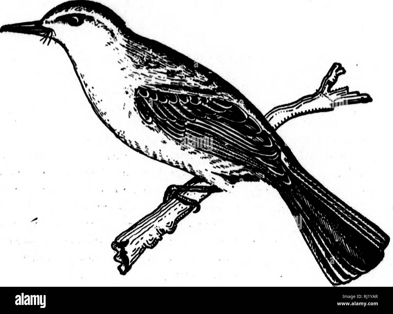 . I nidi e le uova di uccelli del Nord America [microformati]. Ornitologia; uccelli; Ornithologie; Oiseaux. 302 NIDI E EQOS OP i t i "!. 453. Messicano Flycatchek crestato, 453a. ABIZONA CBESTED FLTCATCHEB. Myiarchus mexivanus magiater Ridgw. Geog. Dist.-Messico occidentale, riorth all'Arizona meridionale. Il sig. W. E. D. Scott ha trovato questo uccello a essere comune in primavera e in estate su Tucson, Firenze, Riverside, e in piedi-colline del Catalina Mountains fino a circa 450 metri, in Arizona meridionale. Circa Tucson frequenta il mesquite e cactus giganti di boschetti. In Catalinas, ad una altitudine di 4000 metri, un aes Foto Stock