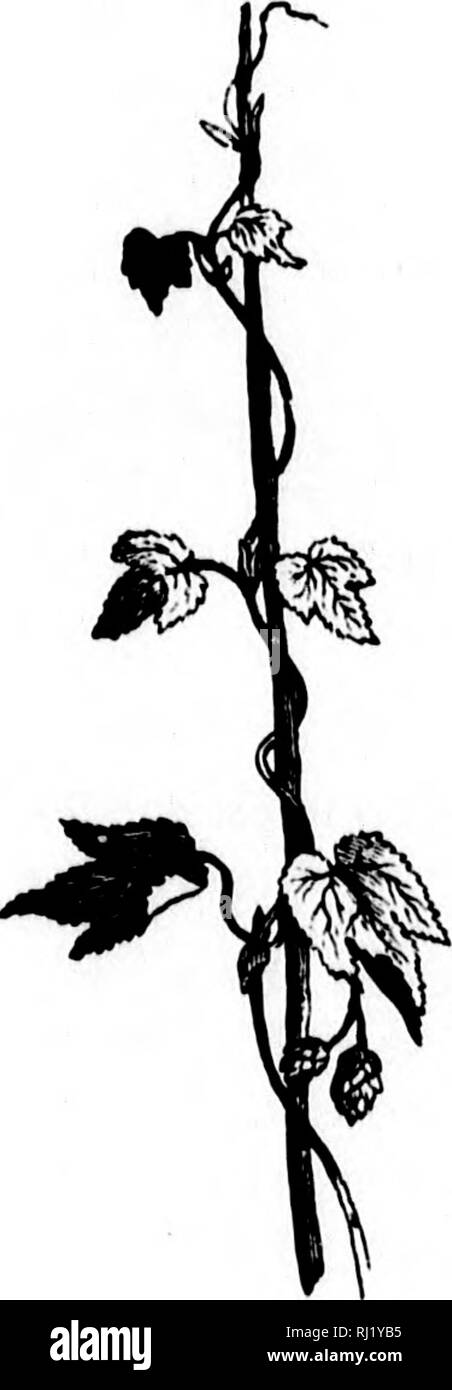. Classe-libro di botanica [microformati] : essendo i contorni delle strutture, la fisiologia e la classificazione delle piante : con una flora di Stati Uniti e Canada. La botanica; botanica; piante; piante; Botanique; Botanique; Plantes; Botanique. I vitigni. 48, la passione-fiore (Passlflora lutea) salendo da viticci. 49, mattina-gloria, twining f^om da destra a sinistra 60, Hop, twining da sinistra a destra. 179. La twining vine, avente anche una leneth grandemente sproporzionato alla sua dia- metro, si appoggia su 0^ - piante o gli oggetti da un vincolo saldo con sé intorno theiu, bisognosi di viticci. In tal modo l'hop ascende in Foto Stock