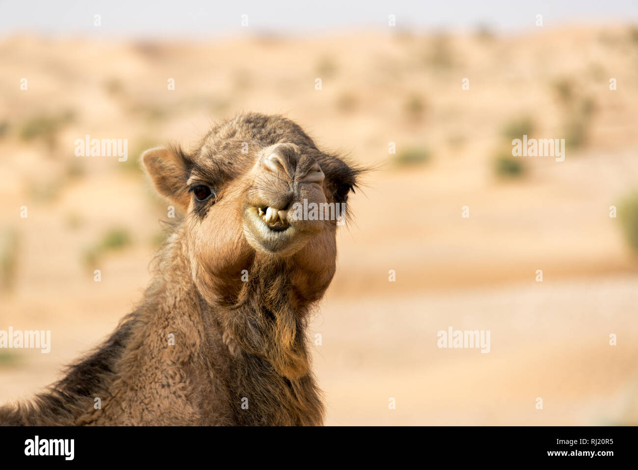 Primo piano di un cammello facendo una divertente volto nel deserto del Sahara vicino a Douz, Tunisia Foto Stock
