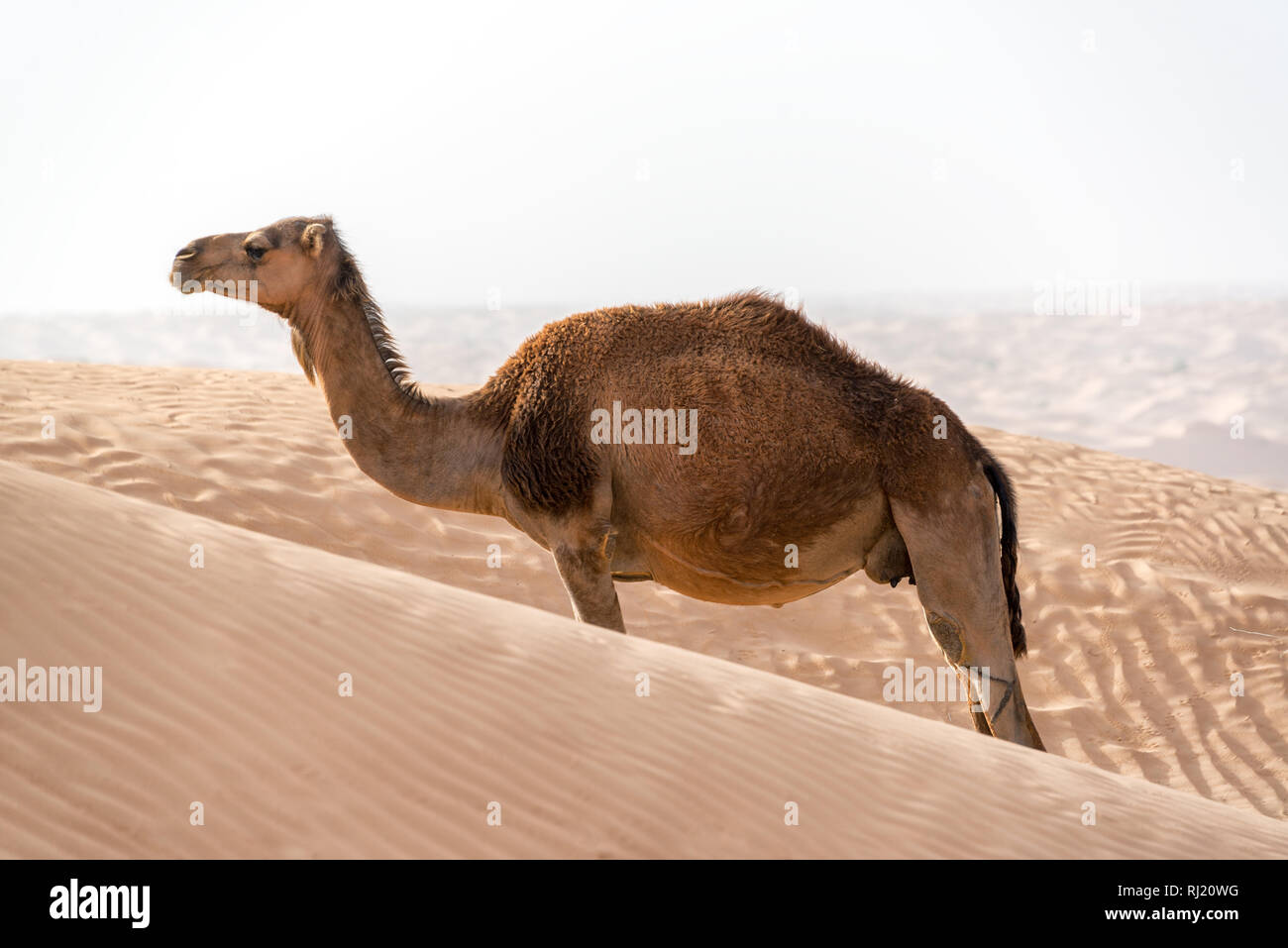Un unico solitario permanente del cammello tra le dune di sabbia nel deserto del Sahara vicino a Douz, Tunisia Foto Stock