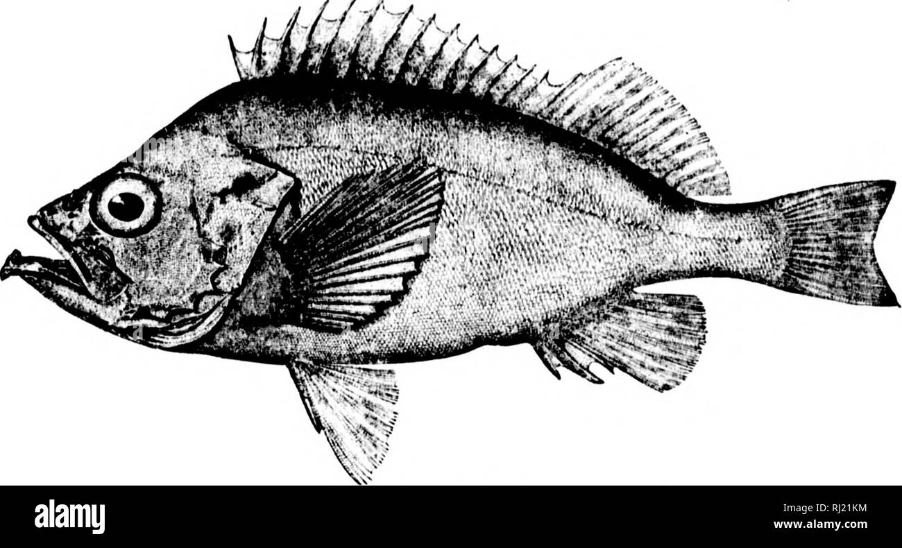 . American pesci [microformati] : un famoso trattato su il gioco e il cibo pesci del Nord America, con particolare riferimento alle abitudini e i metodi di cattura. Pesci; Pesca; Poissons; PÃªche sportive. V//y... THK ItOSEKISH. La rosa-pesci e dei suoi alleati. E tlicre wjro cryst^il iiduIs, io)er&GT;plcil wilh fi-.h, Argent aiul j^M ; e cif Sdiiic'I'yrian pelle, Sumc crinison-iiarrcd. E cvi:r a una wisli sorsero oliseiiuinus, fino a quando l'onda yrew tliin come i;lass sulle loro hacks, ;inil tlieii buttata in, (Quenching loro ardente scale in watery ^Inom, mentre Dthers con fresche tonalità remato indietro per vincere Foto Stock