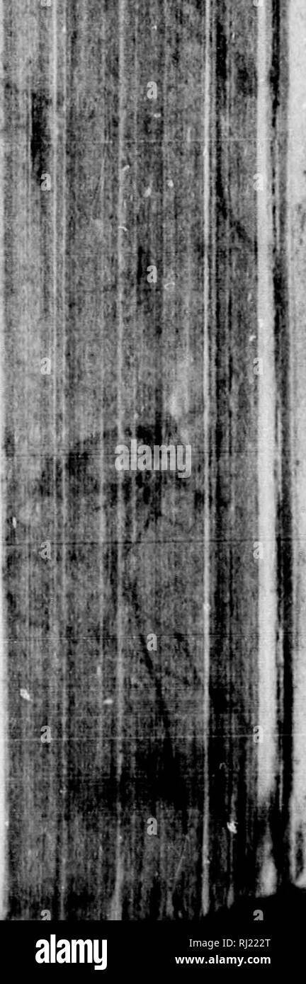 . Racconto di un viaggio alle rive del mare polare, negli anni 1819, 20, 21 e 22 [microformati]. Spedizioni scientifiche; Expéditions scientifiques. Del mare polare. 475 autunno; e a tutti gli eventi", ha aggiunto, in un tono di buon umore, " è la prima volta che i bianchi sono stati indebitati al rame indiani." ci ha assicurato lui tl:3 forniture dovrebbero cer- tainly essere inviati da lui di autunno, se non prima. Egli ha poi allegramente ha ricevuto il piccolo presente che abbiamo fatto a se stesso; e benché abbiamo potuto dare un paio di cose che solo a coloro che erano stati più attivi nel nostro servizio, t Foto Stock