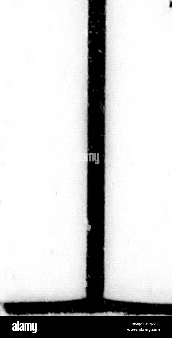 . Secondo viaggio à la Louisiane, faisant suite au premier de l'auteur de 1794 Ã 1798 [microforme] : contenant onu mÃ©moire sur la dÃ©couverte du coton animale, Onu manuel botanique Ã l'usage des Jeunes colons, Onu dictionnaire ou vocabulaire Congo, prÃ©cÃ©dÃ© d'une statistique des comptoires de la Cà"te d'Angole, le tout utile AmÃ aux©ricains cultivateurs .... Plantes; piante. ii * ii.*â- ( I7Ã ) 3 cuillers de fer. Un fourchettes en fer. Un pelles, un pincettes. 1 paire de forts chenets. 2 GARDES-cendres. 15oo bà"ches de bois Ã brÃ"ler. ' Commis cabaret aux. Registres , encre , plumes , papier , cachet, Foto Stock