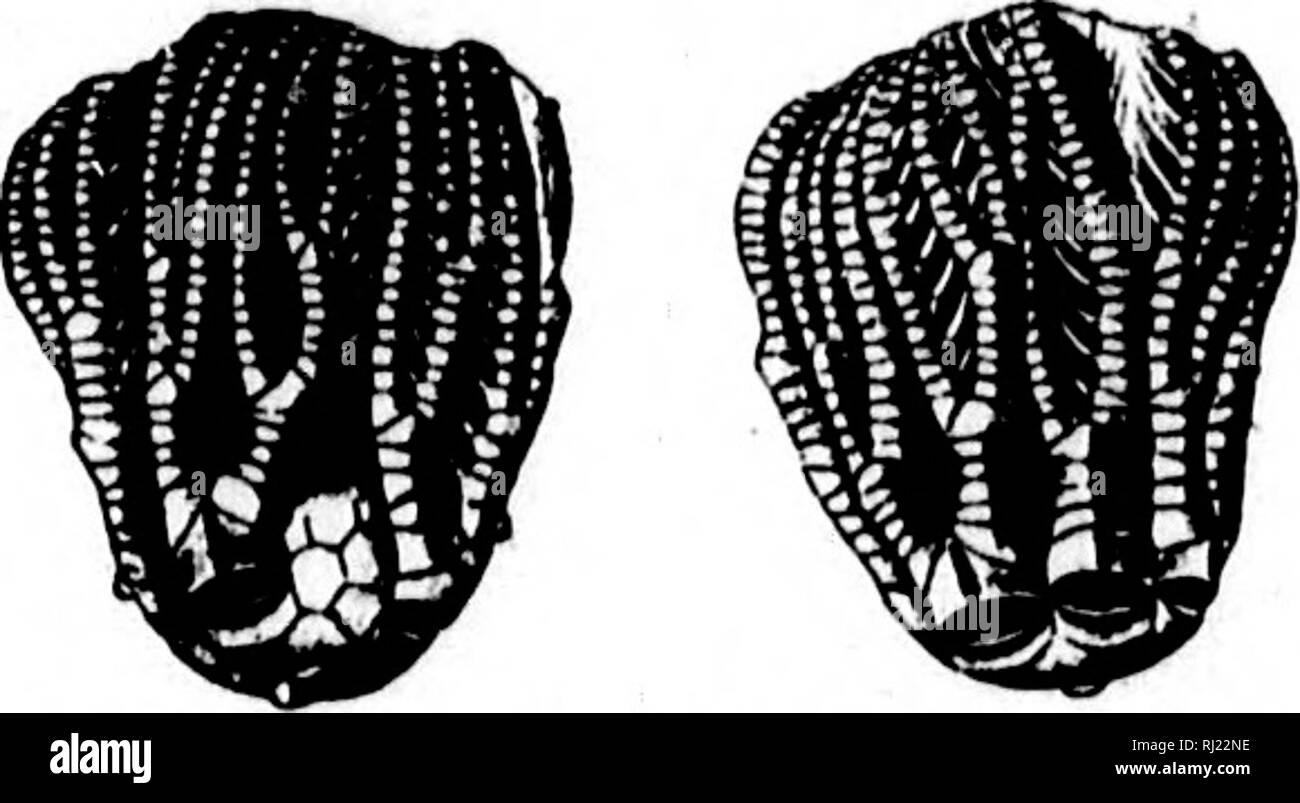 . North American geologia e paleontologia per l'uso di dilettanti, studenti e scienziati [microformati]. Paleontologia; Paleontologia, Geologia; Paléontologie; Paléontologie; Géologie. 762 ECHINODERMA TA. PRO.-SAM. No. 10, 111. San mil. Nat. Hist., p. Burlington (?)Gi-. 83, hammondi, Miller e, Gurley 1894, Boll. No. 5, 111. San Mus. Nat. Hist., p. 35, Kinderhook Gr. labvi'inthicus, S. A. Miller, 1891, (Oya- tnocrinus labyrinthicus,) Adv. fogli xvii Kep. Geo. Sur. Ind., p. 48 e relazione finale, p. 659, Keokuk Gv.. FJg. 1888.-Poterlocrlnus lautus, azygous e opposte vedute. lautus, Miller e Foto Stock
