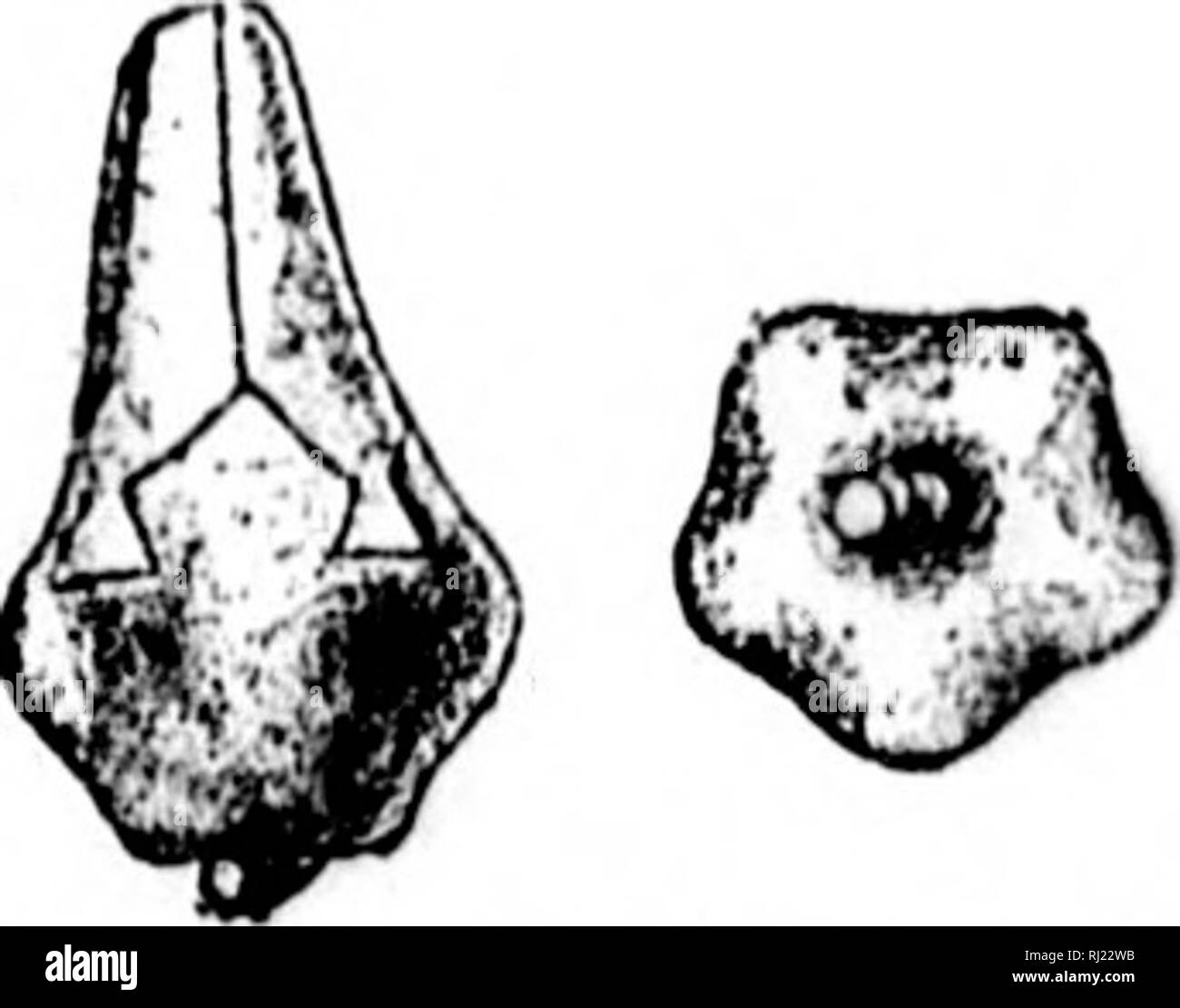 . North American geologia e paleontologia per l'uso di dilettanti, studenti e scienziati [microformati]. Paleontologia; Paleontologia, Geologia; Paléontologie; Paléontologie; Géologie. - T'h.vscloiM'liiiis .siiinpHoiil, ii/.vuoiis iiimI (ipilOSlll' VilWS. Pisonuxis baccula. Miller e (iurley, 1895. Boll. No. 7. III. San Mus. Nat. Hist., p. 79, Niagara (ir. Ktji. UHW.- • Pisocriiiiis l"I&LT;-ciila, liilcriil, Imsnl e siiniiiilt vii"ws. FlK. IJtiW.-On.vcliasttr iisptT, liirjfc spccl- liu"ii sliowiliK lntej esterno{iinieiir. Nat. Hist., p. 52. milliganas Miller e (iurley, 189,5, Boll. No. 7.&q Foto Stock