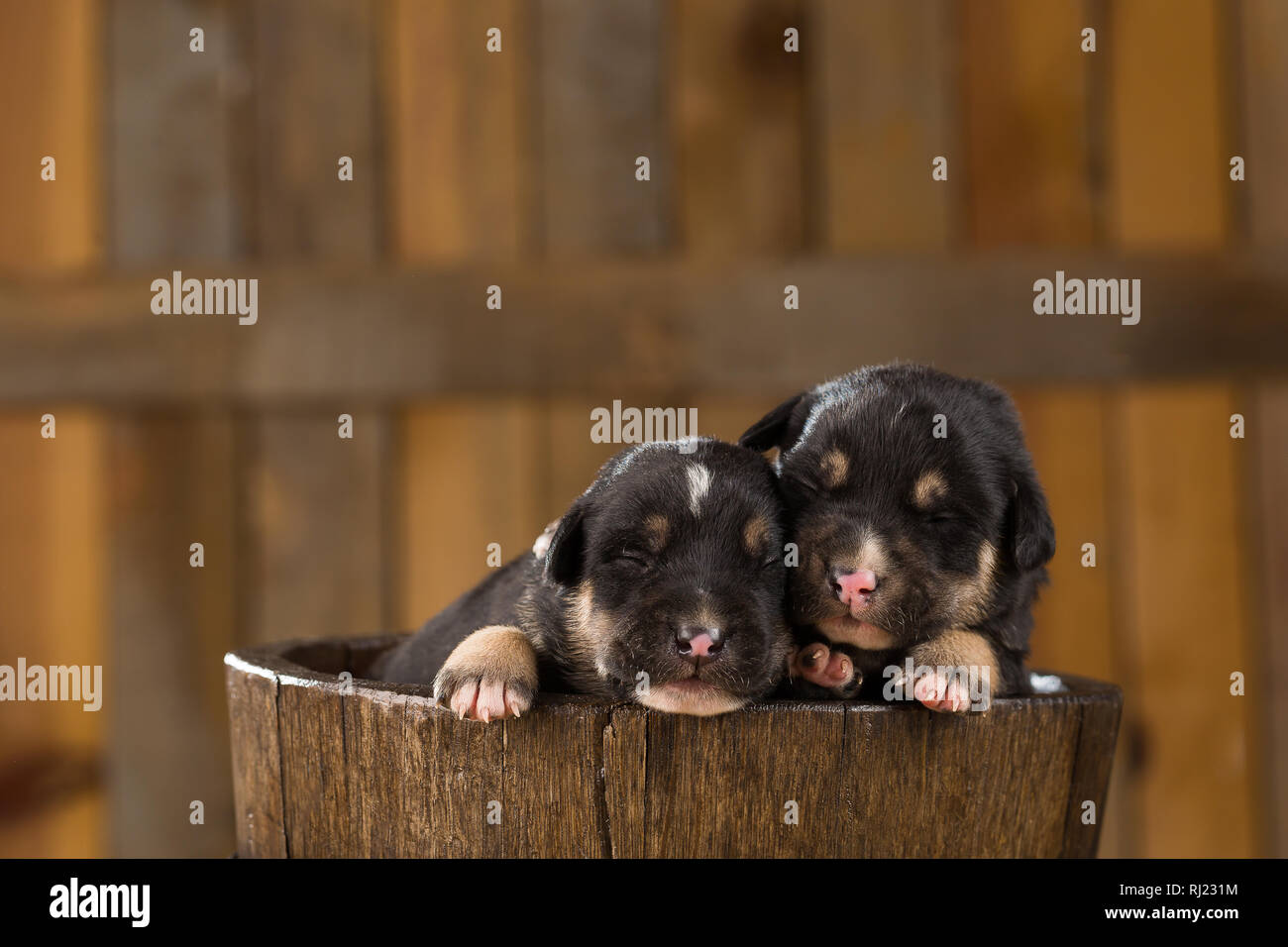 Due piccoli cuccioli in un cestello Foto Stock