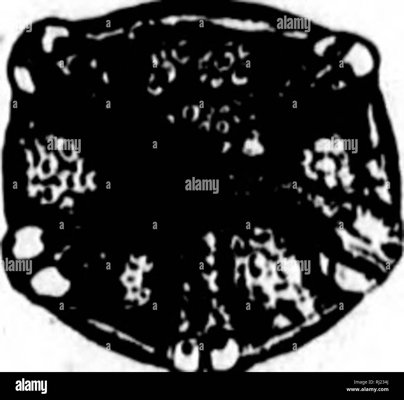 . North American geologia e paleontologia per l'uso di dilettanti, studenti e scienziati [microformati]. Paleontologia; Paleontologia, Geologia; Paléontologie; Paléontologie; Géologie. La fio. 1224.-Dichocrinus cinotUM. Due delle viste sono magntfled. p. 342, Kinderhook o Waverly fir. humbergi, S. A. Miller, 1891, Bull, No. 4, Geo. Sur. Mo., p. 26 e far avanzare i fogli xvii sost. Geo. Sur. Ind., p. 36, Ke- okuk Gr. parvulus, S. A. Miller, 1891, Boll. No. 4, Geo. Sur. Mo., p. 27, Keokuk Gr. ulrichi. Miller &AMP;, Gurley 1890, Desc. Nuova generazione e spec. Eehinodermata, p. 48, e il XVI sost. Geo. Sur. Ind., Foto Stock
