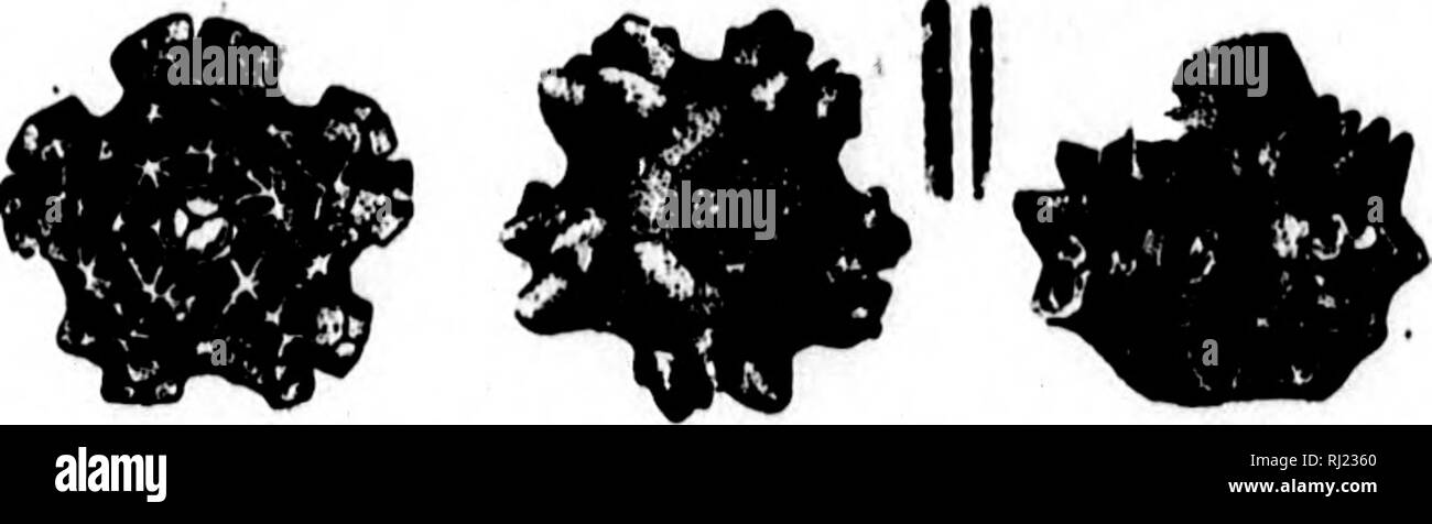 . North American geologia e paleontologia per l'uso di dilettanti, studenti e scienziati [microformati]. Paleontologia; Paleontologia, Geologia; Paléontologie; Paléontologie; Géologie. Fig. 1216.-Blalroorinus arrosus. Basale e somma- mit viste. E B. decrepitus, p. 34, Keokuk Gr., e B. blairi, p. 39, Burlington Gr. divalis, S. A. Miller, 1892, anticipo fogli xviii sost. (ieo. Sur, Ind,, p. 22, Keokuk (ir. e allo stesso posto Repub- fissate B. iccsidactylus e 3- irreg ularis. Belbmnol'Kinuh sampsonl, S. A. Miller, 1890, Boll. No. 4, Geo. Sur. Mo., p, 26, Bur- lington Gr. Blairocrinuh, S. a. Mill Foto Stock