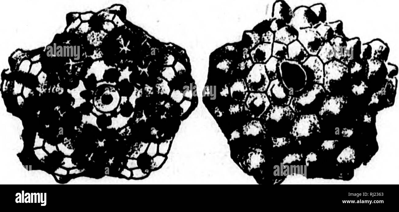 . North American geologia e paleontologia per l'uso di dilettanti, studenti e scienziati [microformati]. Paleontologia; Paleontologia, Geologia; Paléontologie; Paléontologie; Géologie. Fig. 1216.-Blalroorinus arrosus. Basale e somma- mit viste. E B. decrepitus, p. 34, Keokuk Gr., e B. blairi, p. 39, Burlington Gr. divalis, S. A. Miller, 1892, anticipo fogli xviii sost. (ieo. Sur, Ind,, p. 22, Keokuk (ir. e allo stesso posto Repub- fissate B. iccsidactylus e 3- irreg ularis. Belbmnol'Kinuh sampsonl, S. A. Miller, 1890, Boll. No. 4, Geo. Sur. Mo., p, 26, Bur- lington Gr. Blairocrinuh, S. a. Mill Foto Stock