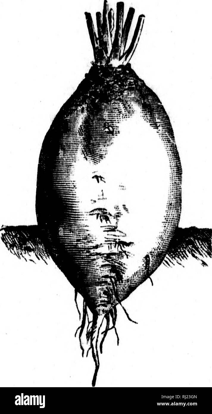 . Prove pratiche sul giardinaggio per Manitoba &AMP; Nord-ovest territori [microformati]. Il giardinaggio; GIARDINAGGIO; Jardinage; Jardinage. I4 ^KACTk'AL TEST SU (lARI &gt;KMN( i. 7 come i;rounc] è più fredda che crescono verso il basso e se la stagione è fredda sono h'in grado di diventare woody.. Mangold Wurzel. Questo prodotto è naturalmente più adatto per il campo rispetto a giardino di cultura. Lo fa bene, tuttavia, e può essere trattato allo stesso modo di barbabietole, facendo attenzione però a dare più spazio per crescere in. ^^ '4 ^-. Si prega di notare che queste immagini vengono estratte dalla pagina sottoposta a scansione di immagini che possono essere state migliorate digitalmente per Foto Stock