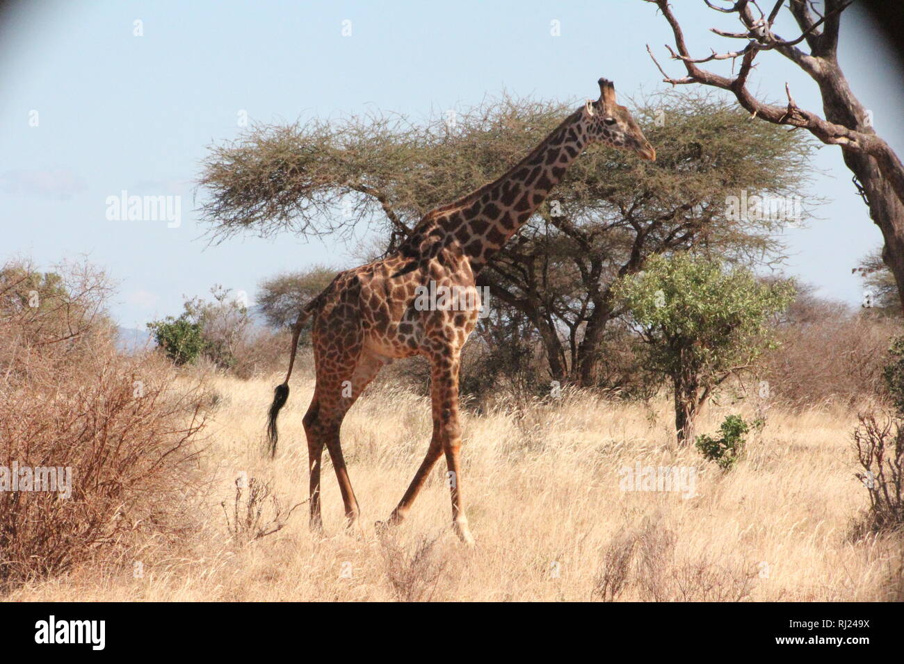 Giraffe parco nazionale orientale di Tsavo Kenya Foto Stock