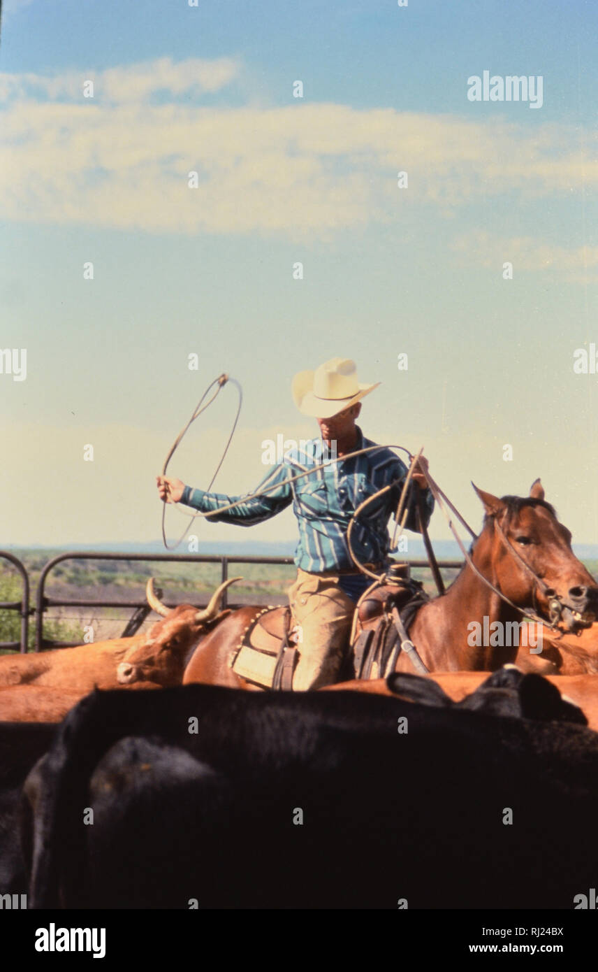 Cowboy roping un vitello durante la primavera tempo di branding in un ranch del Texas Foto Stock