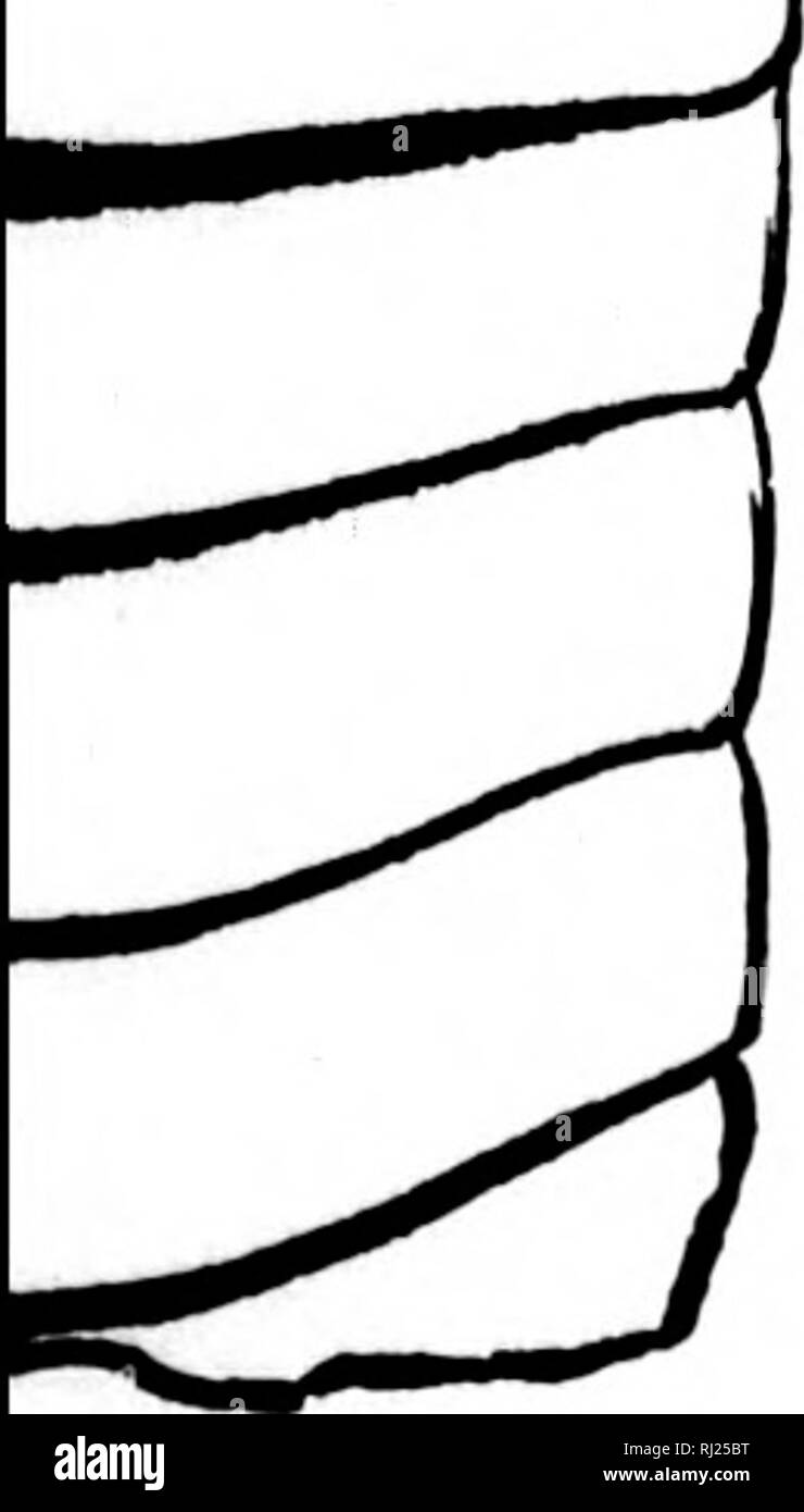 . North American geologia e paleontologia per l'uso di dilettanti, studenti e scienziati [microformati]. Paleontologia; Paleontologia, Geologia; Paléontologie; Paléontologie; Géologie. inHulare, Barrandu, 1870, sist. Sil. de boli., vol. 2, pag. vlii, pi. 430-431, Ciuebec Gr. laiiventrum. Hall, 1850, 3d sost. N. Y. Mu8. Nat. Hist., p. 181, Trenton Ur. longissitTHim, Hall, 1847, Pal. N. Y., vol. 1, p. 59, nero Riv. e Trenton Gr. muj,'niventrmn, Hall, 1847, Pal. N. Y., vol. 1, p. 218, Trenton Gr. marcoui, Barrande, 1869, sist. Sil. de Boh., L'D ser., 4me, Quebec Gr. miiltitubulatinn. Hall, 1847, Pa Foto Stock