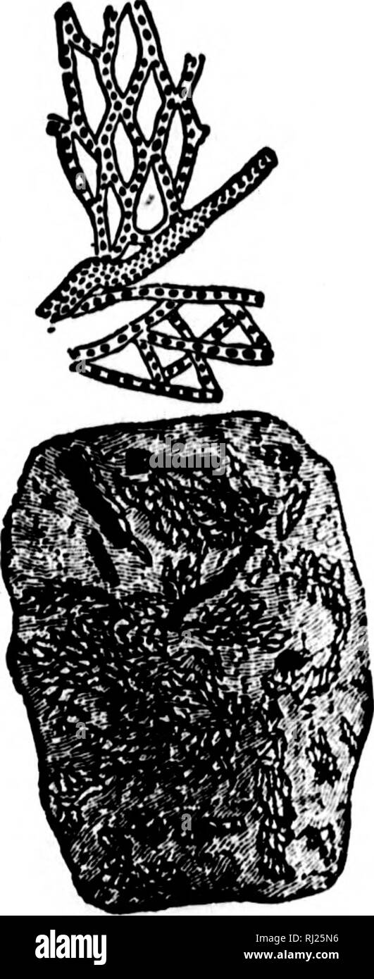 . North American geologia e paleontologia per l'uso di dilettanti, studenti e scienziati [microformati]. Paleontologia; Paleontologia, Geologia; Paléontologie; Paléontologie; Géologie. La fio. 623.-Snbrete pora angulata. dawsoni, Ulrich, (in stampa.) (Phyllopoina dawsoni,) Geo. Sur. 111., vol 8, pi. 14, Trenton Gr. 1852, (Hornera di( 1 o- Y., vol. 2, p. 163, Ni- 1850, (Retepora ffiuH- N. Y. San Mus. Nat, dichotomi.. Hall, toma, Pal). N. agara Gr. feuestrata, Hall, se trata,) 3d Kep hist., p. 178, Trenton Gr. gracilis. Hall, 1847, (Retopora gracilis,) Pal. N. Y., vol. 1, p. 15, Chazy Gr. incepta, H tutti Foto Stock