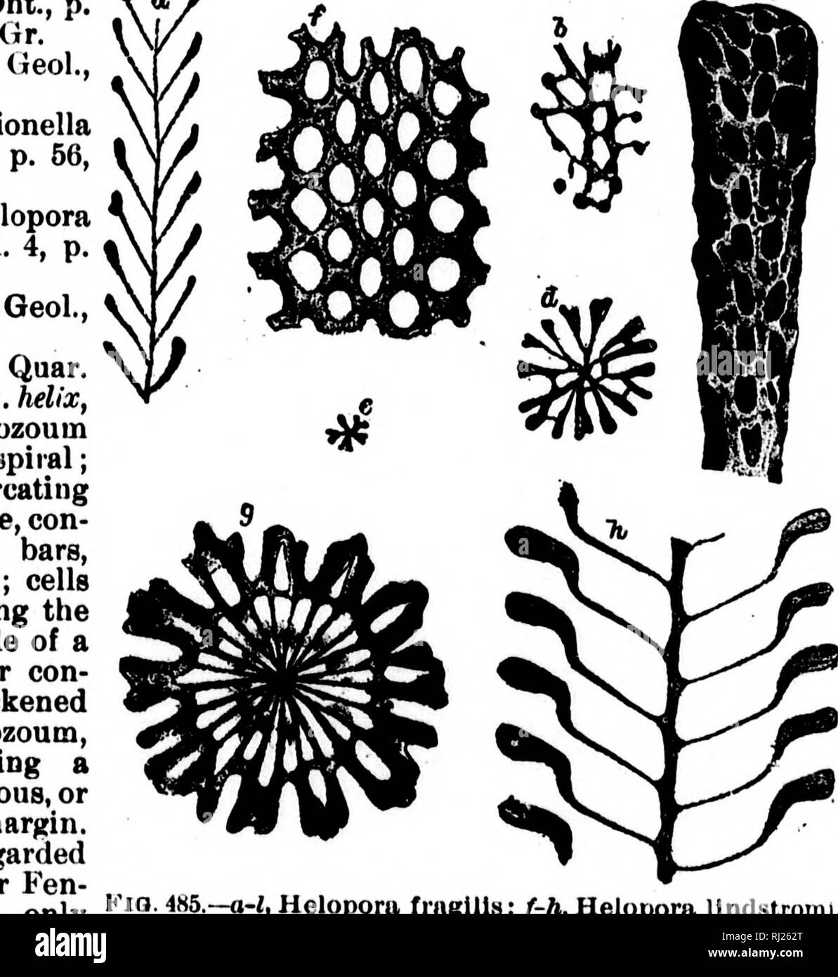 . North American geologia e paleontologia per l'uso di dilettanti, studenti e scienziati [microformati]. Paleontologia; Paleontologia, Geologia; PalÃ©ontologie; PalÃ©ontologie; GÃ©ologie. Fio 483âHeder- ellH caniideii- la sua. Magiiifleit. nitida, Ulrich, 1882, Jowr, Cin. Soc. Nat. HiHt., vol. 5, p. 166, HND. Riv. Gr. perelegacB, Uliich, 1878, (Ptilodictya perelagans,^ Jour. Cin. Soc. Nat. Hist., vol. 1, p. 94, Hud. Riv. Gr. Hedkrella, Hall, 1884, Rep. S. Geol., p. 53. [Ely. hedera, ivy.J Bryozoum parassita, procumbent, attaccato per tutta la sua lunghezza; asse principale tubu- lar, da cui procedere tu laterale Foto Stock