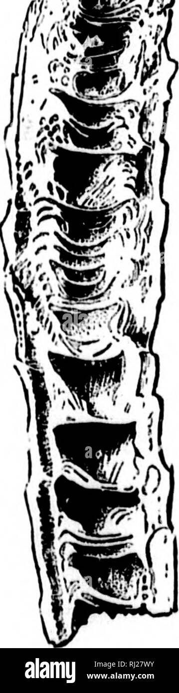 . North American geologia e paleontologia per l'uso di dilettanti, studenti e scienziati [microformati]. Paleontologia; Paleontologia, Geologia; Paléontologie; Paléontologie; Géologie. 174 CCELENIERATA. [Bak. c... SI' infuiidibuluin, Worthen, 1875, Geo. Sur. III., vol. 6, p. 525, Carbone Meas. rude. Tt Bianco San Giovanni, 1868, TRANS. Chi. Acad. iSci., p. 115, Carbone Meas. Baryi'h Yi-LUM, Edwards &AMP; Haime, 1850, Brit. Foss. Coralli, p. Ixvi. [Kty. hanjs, pesanti; phyllon, leaf.] Corallum breve; calice sujjerficial; lieve fossula settale corret- sponding ad uno dei rami di una croce, gli altri tre o Foto Stock