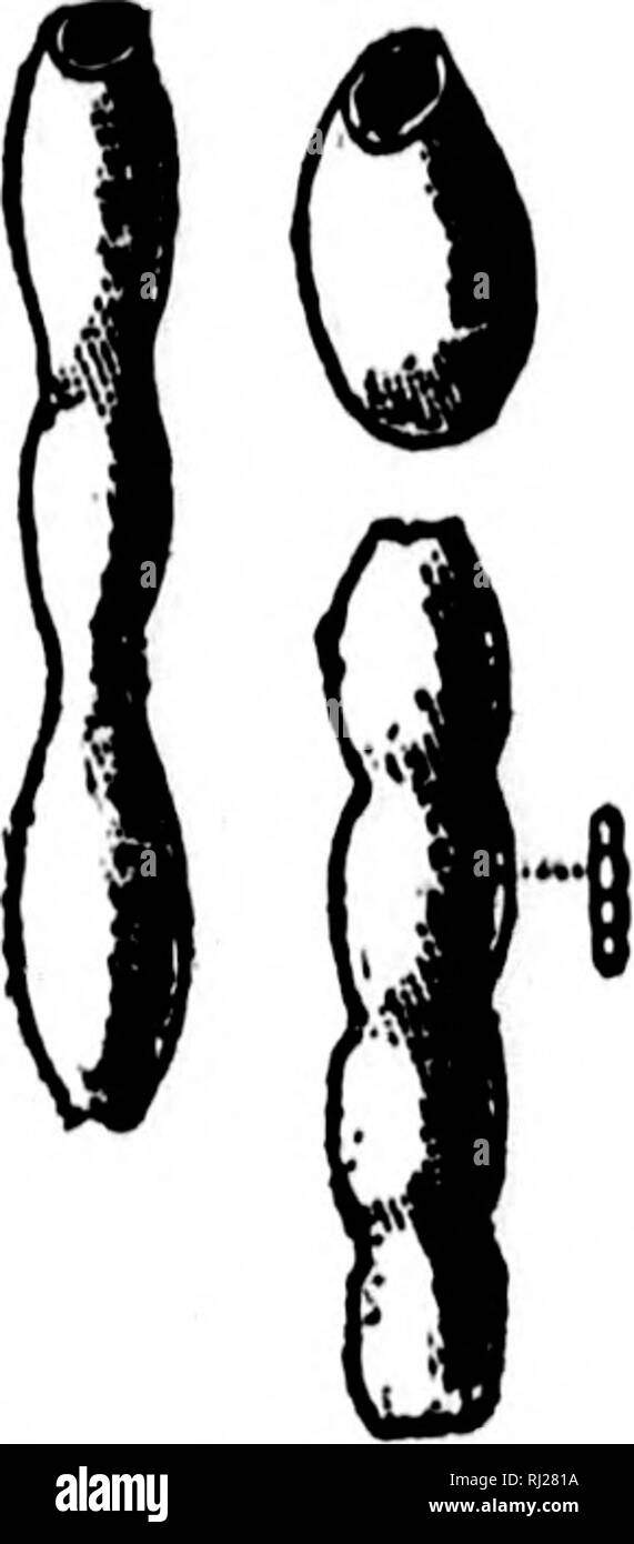 . North American geologia e paleontologia per l'uso di dilettanti, studenti e scienziati [microformati]. Paleontologia; Paleontologia, Geologia; Paléontologie; Paléontologie; Géologie. r.BP.-PAi,.J protozoi. 161 Tieptopterion, Ulricli, 1889, Am. Geol., vol. 3, S, 2:59. [Ety. le/ito", sottile ; polerion, cap.], bconical annulated spugna libero; a parete sottile, superficie esterna reticolato. Tipo L. mammiferum. Non ben defiued. mammifernm, Ulricli, 1889, Am. Geol., vol. 3, p. 2-'59, Hud. Kiv. Gr. r.r"irTtsiA, Carpt-configurare &AMP; Brady, 1869, TRANS. Roy. Soc, p. 742. [Ely. nome corretto.] Piccolo foraminifer, witli ov Foto Stock