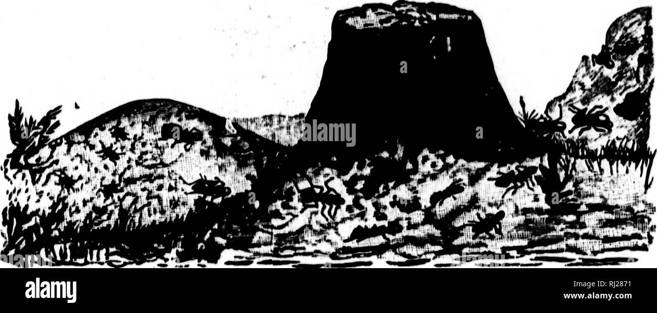 . Torce elettriche sulla natura [microformati]. Insetti; piante; Insectes; Plantes. AHIDIN(i ClTIICS 189 Hunt. Big Red Warriors hanno vinto ; il piccolo giallo Turfites sono stati respinti e sconfitti con grande strage. I vincitori sono attualmente impegnati nel portare catturato bozzoli ai propri nidi ; vi il cucciolo.u si schiudono tra breve in schiavi disposti e, non avendo mai conosciuto di qualsiasi altra condizione, si danno per scontato che la naturale post per piccole formiche giallo è di pulire e foraggio e cibo di cattura per grandi quelle rosse. Il nostro guerriero Aiits sono schiavo-titolari. NO. 4.-schiavo-caccia; conq Foto Stock