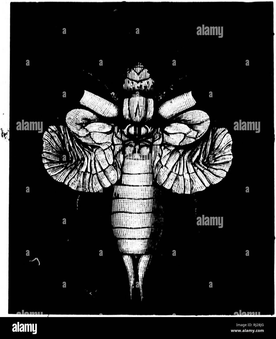 . Torce elettriche sulla natura [microformati]. Insetti; piante; Insectes; Plantes. w II III ili 1^ 132 torce elettriche su NAirRE le spire remainclcr fino come ;i hin^e all'in- termediate cross-nervi. In n. 8, troviamo l'ala strozzata in medio da tlie processo di piegatura ; mentre vi n. 9, la parte posteriore è stato ben nascosto dietro la parte anteriore por- zione, in modo tale che tutta la simula per un momento una coppia di distinte ali. In n. 10 e 11,nuovamente, il ripiegamento continua,tillthe muscoli che muovono le ali hanno fatto tanto quanto si può fare in modo di serrare- ing up, da loro autonomamente effor Foto Stock