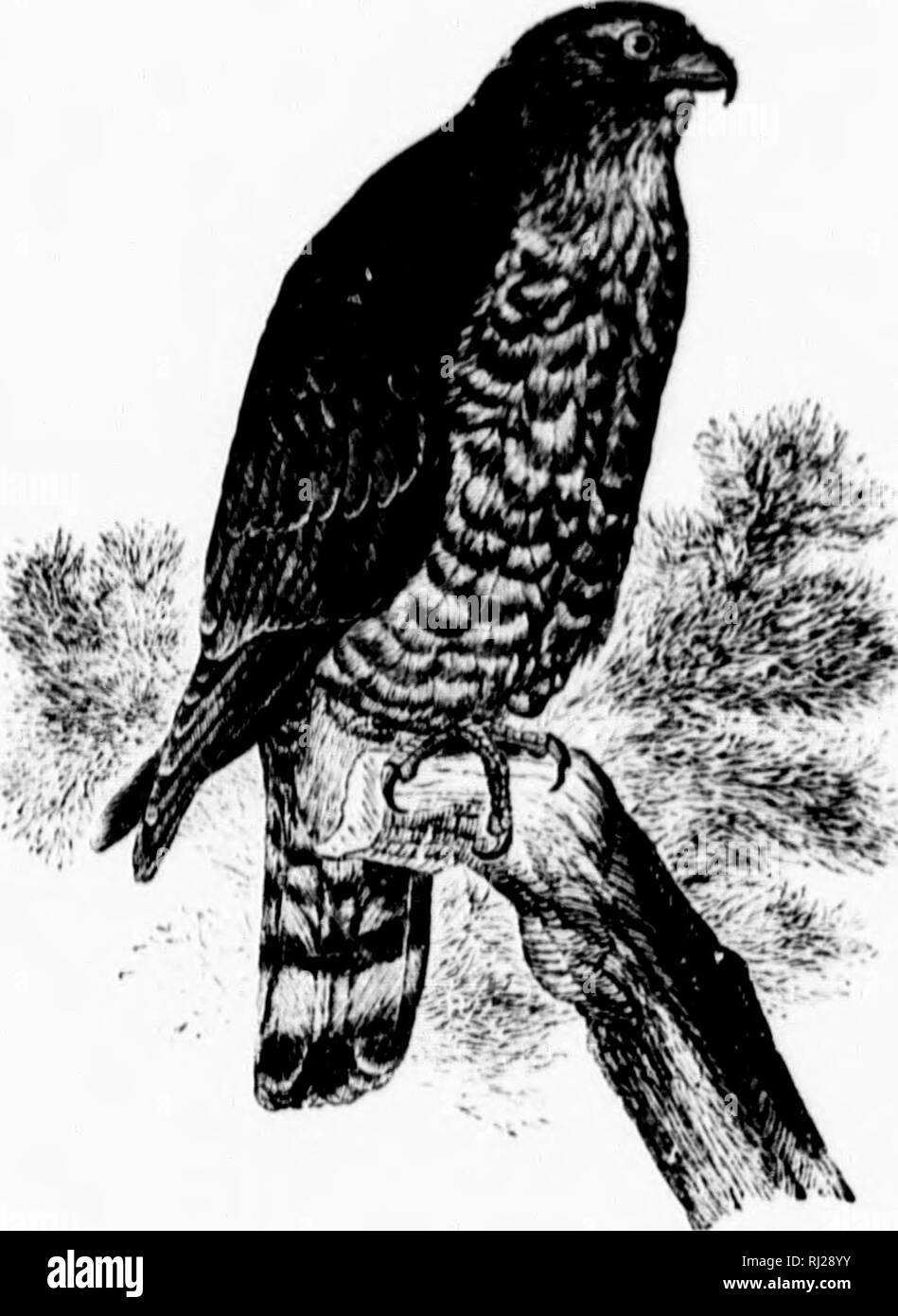 . Un popolare handbook di ornitologia del Nord America orientale [microformati]. Gli uccelli; ornitologia; Oiseaux; Ornithologie. Un ad ampio VIN(;i;i) HAWK. TjI"IIO I.UN'IISSIMIS. Chak. In precedenza, marrone opaco, le piume con bordi più pallida; luci di coda dusky con toui Light bars aiul lipijcti vvitii wiiite ; sotto, bulti^h o bruno, colpi e striate con rufous. Lunghezza lO inclies. Vouiig : simile, coda Ijut bruno, con diversi dusky bugiardi ; sotto bulTy striate con dusky. .Visf. In un albero ; costruito in modo lasco di ramoscelli e rivestito con foglie e piume. A^i,'.?. 2-4 ; buttisl:. spotted con bruno rossastro di v Foto Stock