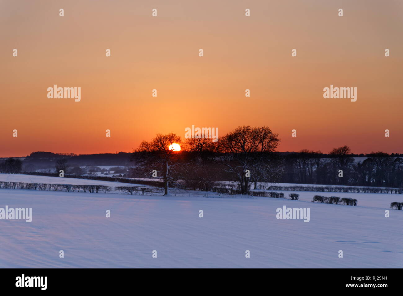 Profondo giallo arancione tramonto su un campo di neve contro uno sfondo di Alberi vicino Dummer Hampshire Foto Stock