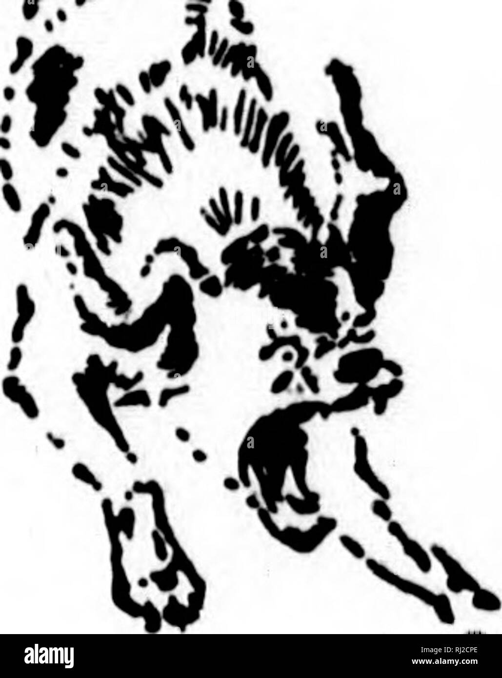 . Animali selvatici che ho conosciuto e 200 disegni [microformati]. Il comportamento di animali; Animaux. La molla^tieid Fox Xe per 7 capelli !W non sangue d paura, li- sappeair infatti, ie rascals è terrificante- iparaging facilità di lui le boschi )pen hill- iree min- teis sapere ray giù ng indietro, ng leggermente In hr e irent trotted lungo nel watev poco profonde in prossimità del margine per duecento metri, poi uscito dritto verso di me. Sebbene in piena vista, mi vide ma non è venuto fino in cima alla collina a guardare oltre la sua spalla per l'hotmd. Entro dieci piedi di me si voltò e si sedette con la schiena per me mentre egli allungate il suo collo e mostrava un ansioso in Foto Stock