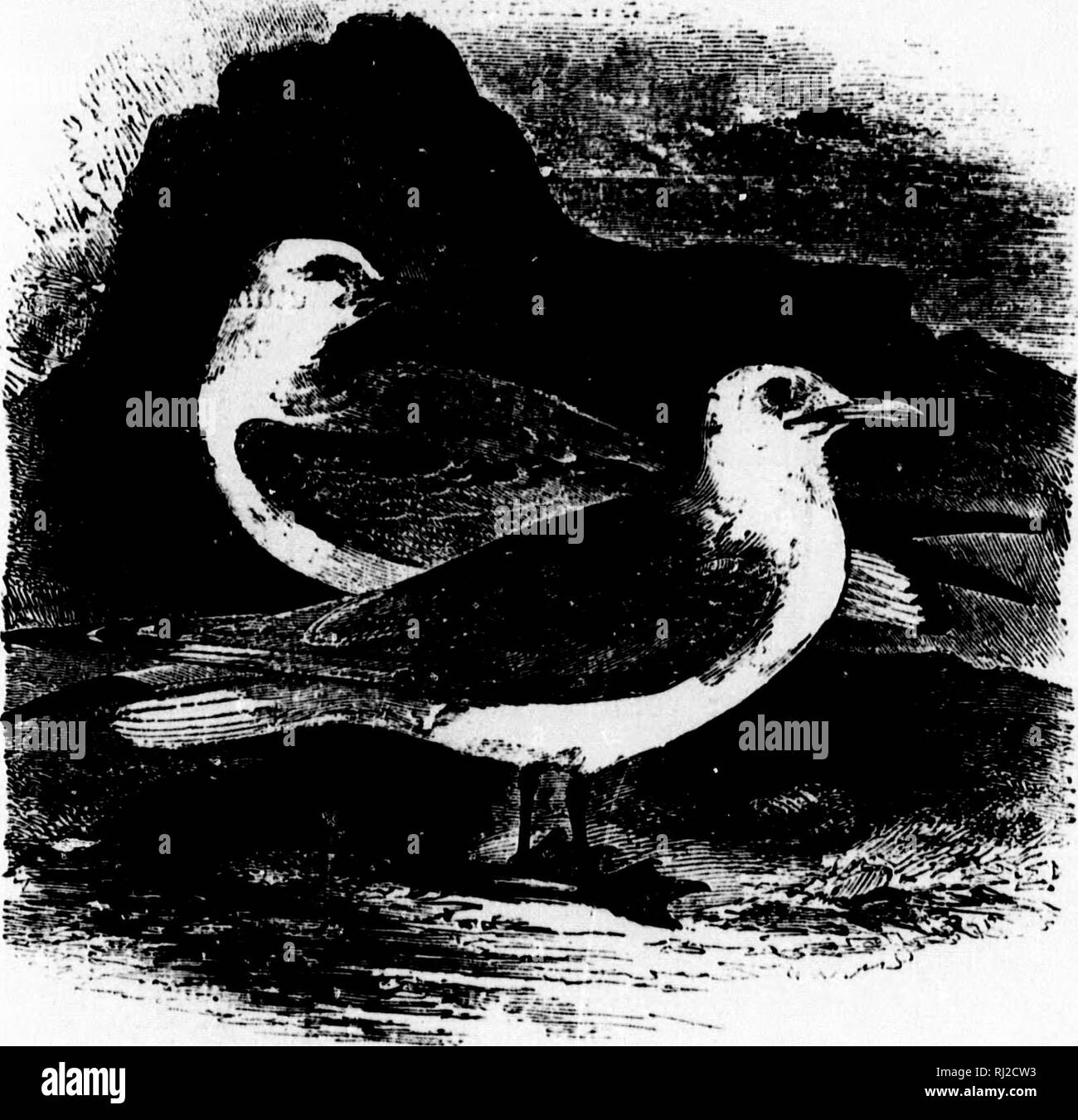 . Un popolare handbook di ornitologia del Nord America orientale [microformati]. Ornitologia; ornitologia; gioco e gioco-uccelli; gioco e gioco-uccelli; uccelli acquatici; uccelli acquatici; Ornithologie; Ornithologie; Gibier; Gibier; Oiseaux aquatiques; Oiseaux aquatiques. KITTIWAKE n. RiSSA TRIDACTYLA. Char. Mantello profondo grigio perla; testa, collo, la coda e sotto la voce parti bianco ; estremità del parafango esterno-piume - le primarie - nero, punta di bianco; bill giallo verdolino ; gambe e piedi neri. Lunghezza 15J4 pollici. In inverno la parte posteriore del collo è più o iess soffusa con grigio. Gli uccelli giovani hanno un becco nero ; patch Foto Stock