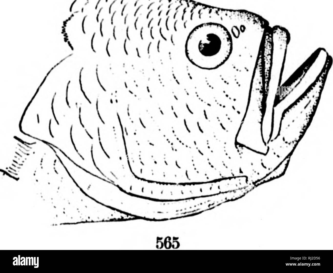 . I pesci del Nord e Centro America [microformati] : un catalogo descrittivo della specie di pesce-come i vertebrati si trovano nelle acque del Nord America, Nord dell'istmo di Panama. Pesci pesci Poissons; Poissons. ('('V;vrcr^^. B H 1L 1F ll Ih 563. Cynoscion nkbulosus. (P. 1409.) 564. Sa(jknichthys ancylouon. (I*. 1416.) 565. Larimus aR(jenteu8. (P. 1421.). Si prega di notare che queste immagini vengono estratte dalla pagina sottoposta a scansione di immagini che possono essere state migliorate digitalmente per la leggibilità - Colorazione e aspetto di queste illustrazioni potrebbero non perfettamente assomigliano al lavoro originale. Giordania, Foto Stock