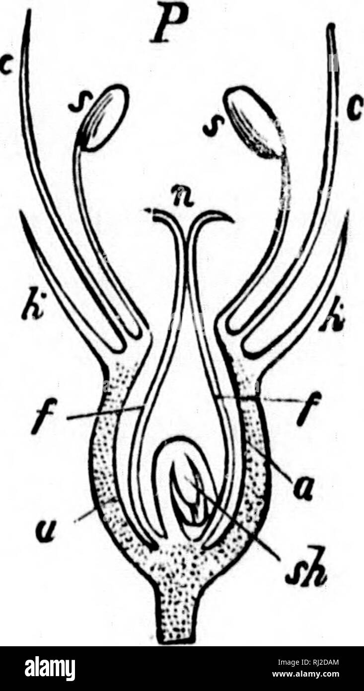 . Gli elementi strutturali di botanica [microformati] : con particolare riferimento allo studio delle piante canadese, al quale è stata aggiunta una selezione delle prove d'esame. Anatomia vegetale; botanica; Plantes; Botanique. . Si prega di notare che queste immagini vengono estratte dalla pagina sottoposta a scansione di immagini che possono essere state migliorate digitalmente per la leggibilità - Colorazione e aspetto di queste illustrazioni potrebbero non perfettamente assomigliano al lavoro originale. Spotton, H. B. (Henry Byron), 1844-1933. Toronto : W. J. Gage Foto Stock