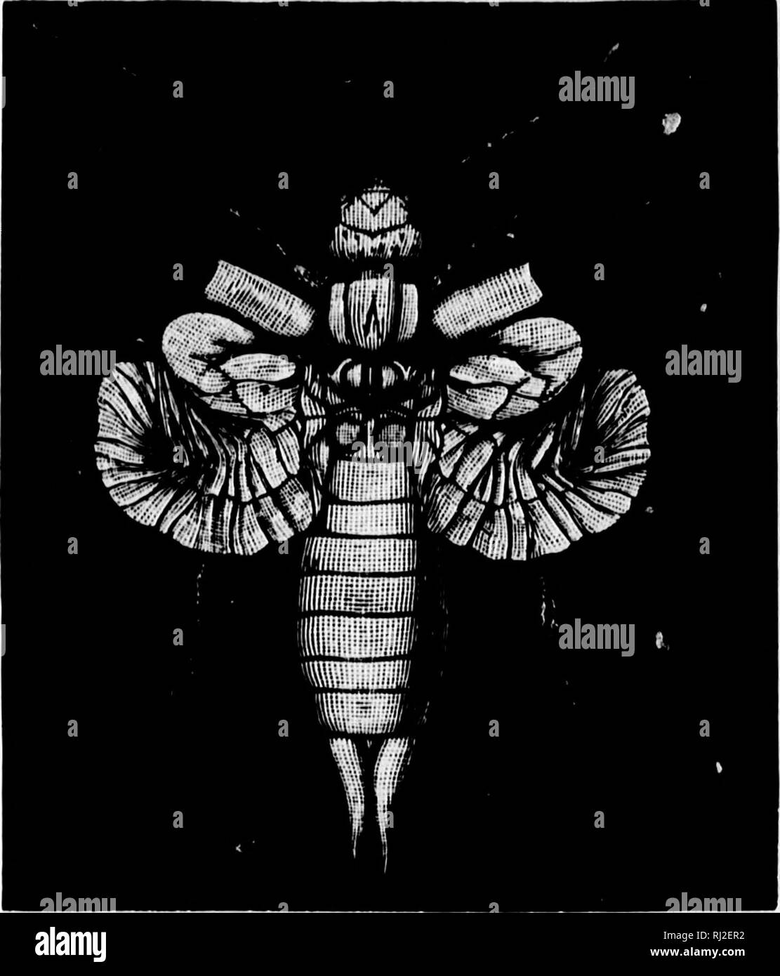 . Torce elettriche sulla natura [microformati]. Insetti; piante; Insectes; Plantes. 13: torce elettriche su Nati^re! i â &gt; li Â¥ â ! 1=!^ m Vj 'ho il resto diventa come una cerniera all'in- termediate cross-nervi. In n. 8, troviamo l'ala strozzata in medio dal processo di piegatura ; mentre in n. 9, la parte posteriore è stato ben nascosto dietro la parte anteriore por- zione, in modo tale che tutta la simula per un momento una coppia di distinte ali. In n. 10 e 11,nuovamente, il ripiegamento continua,tillthe muscoli che muovono le ali hanno fatto tanto quanto si può fare in modo di serrare- ing up, dal Foto Stock