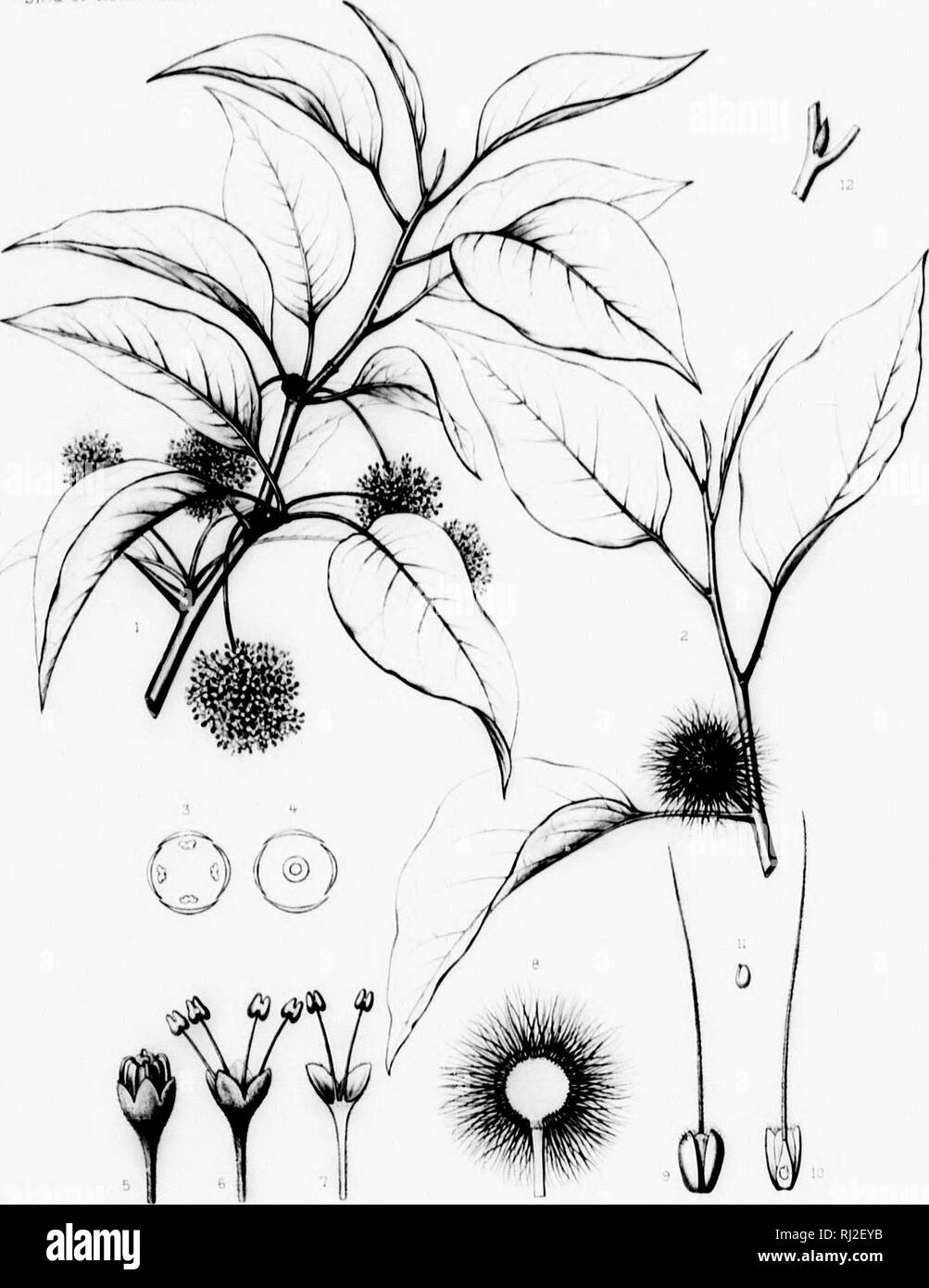 . Il Silva del Nord America [microformati] : una descrizione della struttura ad albero che crescono naturalmente in Nord America esclusivo del Messico. Alberi; alberi; dicotiledoni; Arbres; Arbres; DicotylÃ©dones. SiWa del Nord America lah cccxxr.. / ^'Fa.rtri tlri TOXYl.SU UN POMIKERUM HiKut0u.r tiirf.r ' .mp -. .Arjei4.Ho Fitf&GT;rnf ri â i ( â ¢ , '1 !, il' ii wÂ"wr^â w BÂ"r&amp;;Â". acjs:^:.'^--'ai- â¢â ¢. Si prega di notare che queste immagini vengono estratte dalla pagina sottoposta a scansione di immagini che possono essere state migliorate digitalmente per la leggibilità - Colorazione e aspetto di queste illustrazioni possono non assomigliare perfettamente l'originale wo Foto Stock