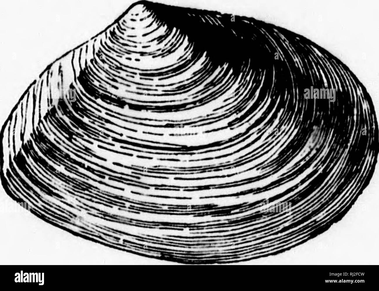 . Manuale di zoologia con esempi di specie canadesi, recenti e fossili [microformati]. Zoologia; Invertebrati; Zoologie; Invertébrés. Figura:. 143.-MVA ARKNARIA, Liii. a-Proccfss per intenuil li^-umeiit. SOLEMD/K-Esempio : cannolicchio, Machaera. Gusci allungati, gapintj in corrispondenza di entrambe le estremità. Il comune "rasoio-pesce" Solun c?Iside, è un tipico esempio. TELLlNlDiii-Examjjle : TcUina, Sanguinolaria, Dunax. Guscio compresso, normalmente chiusa ed equivalve. Animale con mantello ampiamente aperto nella parte anteriore e il piede a forma di lingua, sifoni lungo e separato (Fig. 140). 7 [Macoma) Groenlandica e T. (J/). proxima sono Foto Stock