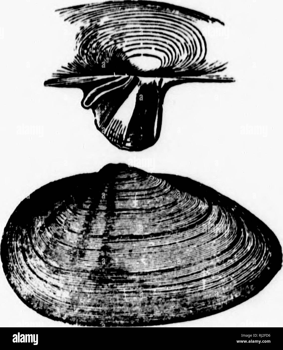 . Manuale di zoologia con esempi di specie canadesi, recenti e fossili [microformati]. Zoologia; Invertebrati; Zoologie; Invertébrés. PROVINXK MOLLUSCA. 135 abbonda sulle coste rocciose e burrows in calcare (Ki^j=. Ciao a 143).. Figura:. 143.-MVA ARKNARIA, Liii. a-Proccfss per intenuil li^-umeiit. SOLEMD/K-Esempio : cannolicchio, Machaera. Gusci allungati, gapintj in corrispondenza di entrambe le estremità. Il comune "rasoio-pesce" Solun c?Iside, è un tipico esempio. TELLlNlDiii-Examjjle : TcUina, Sanguinolaria, Dunax. Guscio compresso, normalmente chiusa ed equivalve. Animale con mantello ampiamente aperto davanti, piede lingua-sh Foto Stock