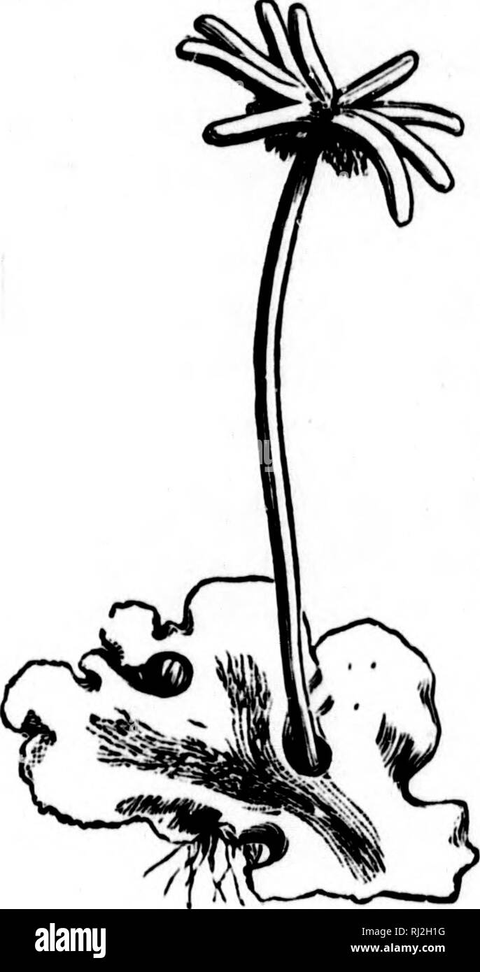 . Gli elementi strutturali di botanica [microformati] : con particolare riferimento allo studio delle piante canadese, al quale è stata aggiunta una selezione delle prove d'esame. Anatomia vegetale; botanica; Plantes; Botanique. feXAMlNATION DI LIVERWORT. 195 praticamente come in muschi, sebbene in Marchantia la levetta della capsula è molto breve, e il tutto è circondato da una guaina allentati che cresce fino a partire dalla base e alla lunghezza racchiude completamente. Le spore su germinando sviluppare in pianta-organismi come abbiamo descritto, in modo che l'alternanza di generazioni è anche qui ben marcato. 344. Altri fegato Foto Stock