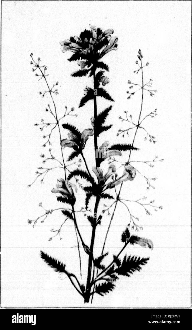 Fiori Selvatici del Canada [microformati]. Fiori Selvatici; fiori;  botanica; Fleurs sauvages; Fleurs; Botanique. I. - 127 - TOAD-ILAX, burro- ano-EOQS. LINAHIA. LINAR1A VULOARIS JUNt.. - )38 - Rosso battito.  HOICULARIS PALU:&lt;1RI8 WLAS80VIANA..