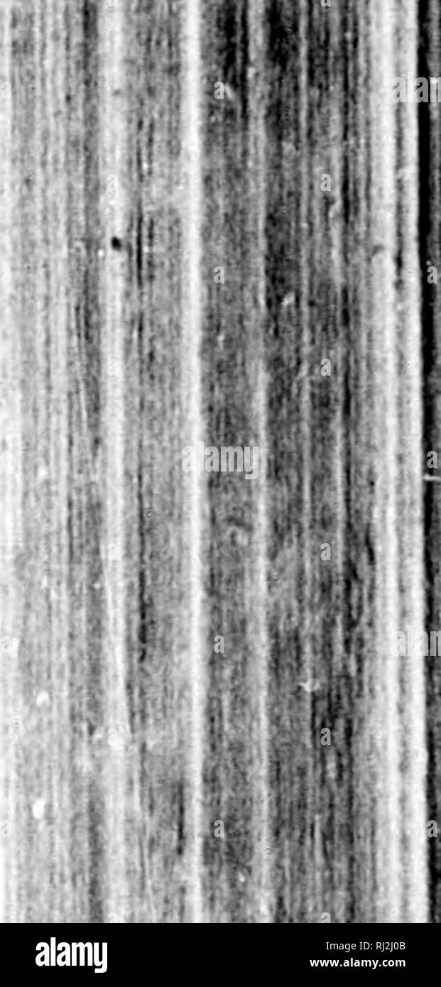 . Check-list degli uccelli del Nord America [microformati]. Gli uccelli; uccelli; Oiseaux; Oiseaux. "; ".(- Ordine PASSERES. 261 Eliminazione, [B 233, C 119. R 151, C 167.] Gkog. Dist.- America del Nord a laroje, dalla pelliccia paesi verso sud. In inverno, dalla frontiera settentrionale degli Stati Uniti a sud verso le Indie Occidentali e Costa Rica. Razze da vir- ijinia, southern Alle;:;hanies. Il Kentucky, Kansas, Arizona, ecc., verso settentrione. Subfamiglia PTILIOGONATINiB. Genere PHAINOFEPLA Sclatf.r. Phabtopcpla ScL. P. Z. S. 1858, 543. Tipo, Ptiliogonys nitens Swains. 620. Phainopepla nitens (Swains.). Phainopepla. rtiliog Foto Stock