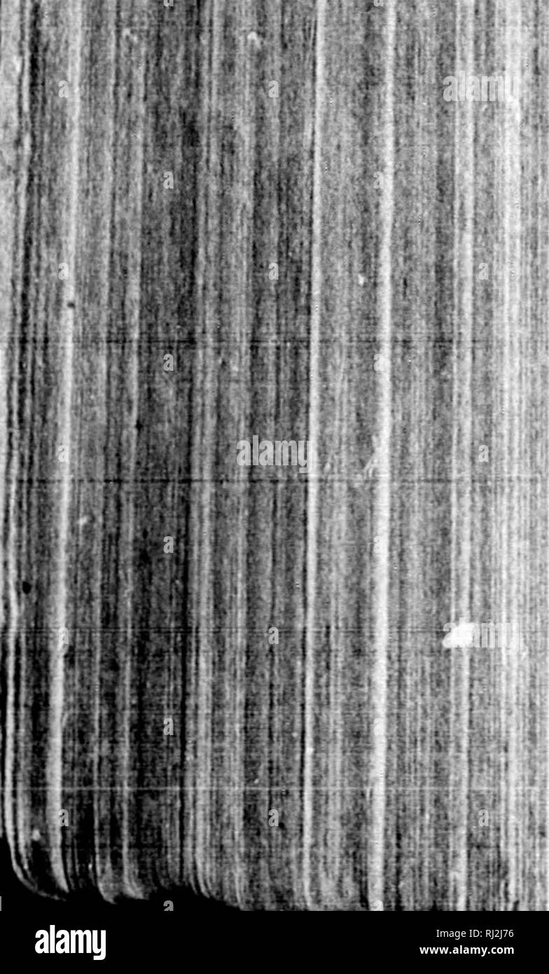 . Check-list degli uccelli del Nord America [microformati]. Gli uccelli; uccelli; Oiseaux; Oiseaux. 250 check-list degli uccelli del Nord America. !* . Â ^";-.: â (â â ¢ f ( i; â¢Uffia 1 i. 591. Fyrrhulozia sinnata Bonap. Texas il Cardinale. Cardinalis sinuatus Bonap. P. Z. S. 1837 (giugno 1838), iii. Sinuata Pyrrhtiloxia Bonap. Consp. Av. I. 1850,500. [B 389, C 202, R 243, C 298.] Geog. Dist.â frontiera meridionale degli Stati Uniti, dalla val- ley del Basso Rio Grande del Sud a San Luis Potosi, Puebla, ecc. A nord c jually fino alla costa della Louisiana. 5VÂ" I./. P-^rrhuloxia sinuata beckhami Ridgw. " Arizona Pyrrhuloxla. Pyr Foto Stock