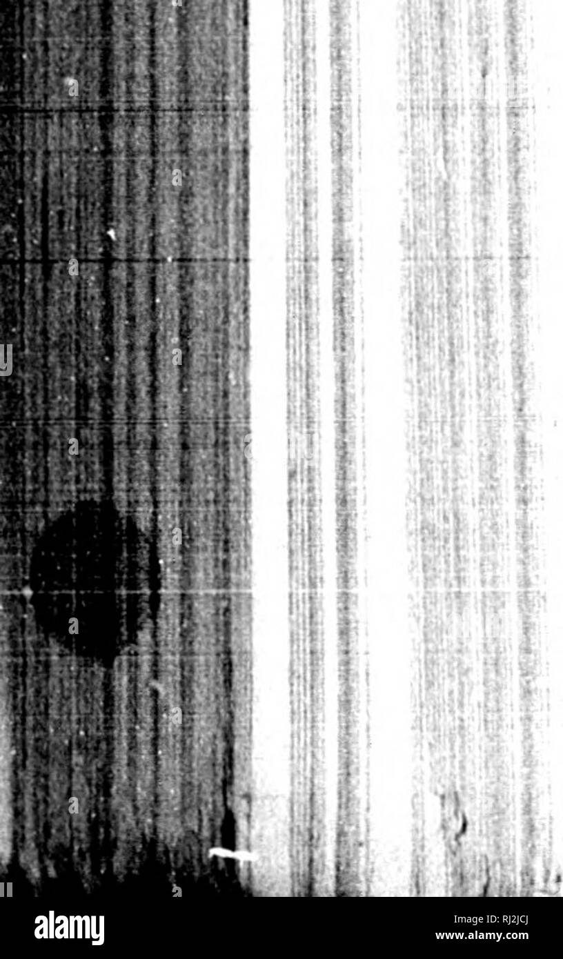 . L'agricoltore canadese manuale dell'agricoltura [microformati] : i principi e la prassi di allevamento misto come atto a Canadian terreni e clima : comprendente: il campo; prodotti della fattoria; stock sollevamento e gestione; produce della fattoria; caseificio; le malattie di cavalli, bovini, ovini, suini; edifici agricoli, moderni macchinari e attrezzature : consigli per l'immigrato-colono, ecc. Agricoltura; Aziende; Agricoltura; sfruttamenti agricoles. ^^m u. 320 L'agricoltore canadese come ox del peso di 1322 libbre resa* :- CARNE PELLE 773-215 111-20 grasso sangue 8800 5516 piedi e unghioni 2200 1100 testa timone 6 Foto Stock