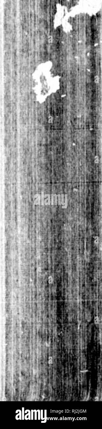 . Check-list degli uccelli del Nord America [microformati]. Gli uccelli; uccelli; Oiseaux; Oiseaux. M 7^"}% r&GT;49. Ammodramus caudacutus (Gmel.). Sliarp-tailed Sparrow. Oriolus caudacutus G.mel. S. N. I. i. 1788, 394. Amviodratnus caudacuta Swains. Classif. ]&Gt;. II. 1837, 289. [B 341, (- 166, R 201, C 240,J Geog. Dist.- saline della costa atlantica, dal Sud del New England di Maryland e a sud in inverno e la costa del Golfo del Messico. 549^. Ammodramus caudacutus nelsoni Allen. Nelson's Sparrow. Ammodromus caudacutus var. nelsoni .li.kn, Pr. Bost. Soc. Nat. Hist. XVII. Marzo. 1875, 293. r ill ft. Si prega di Foto Stock