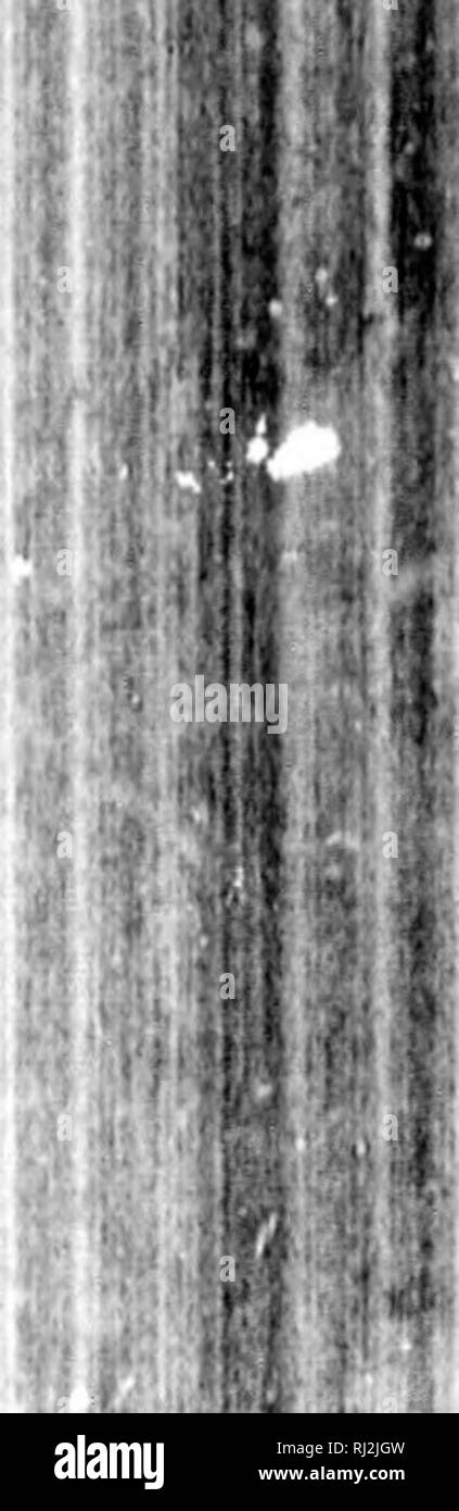 . Check-list degli uccelli del Nord America [microformati]. Gli uccelli; uccelli; Oiseaux; Oiseaux. M 7^"}% r&GT;49. Ammodramus caudacutus (Gmel.). Sliarp-tailed Sparrow. Oriolus caudacutus G.mel. S. N. I. i. 1788, 394. Amviodratnus caudacuta Swains. Classif. ]&Gt;. II. 1837, 289. [B 341, (- 166, R 201, C 240,J Geog. Dist.- saline della costa atlantica, dal Sud del New England di Maryland e a sud in inverno e la costa del Golfo del Messico. 549^. Ammodramus caudacutus nelsoni Allen. Nelson's Sparrow. Ammodromus caudacutus var. nelsoni .li.kn, Pr. Bost. Soc. Nat. Hist. XVII. Marzo. 1875, 293. r ill ft. Si prega di Foto Stock