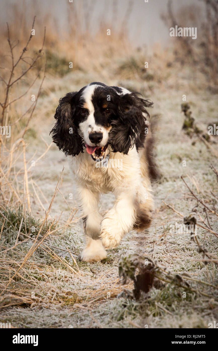Cocker Spaniel in esecuzione in Frost Foto Stock