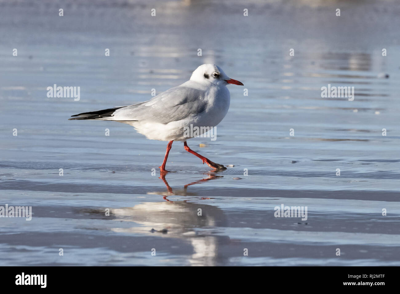 A testa nera (gabbiano Chroicocephalus ridibundus) su un Mar Baltico beach, Meclemburgo-Pomerania, Germania Foto Stock