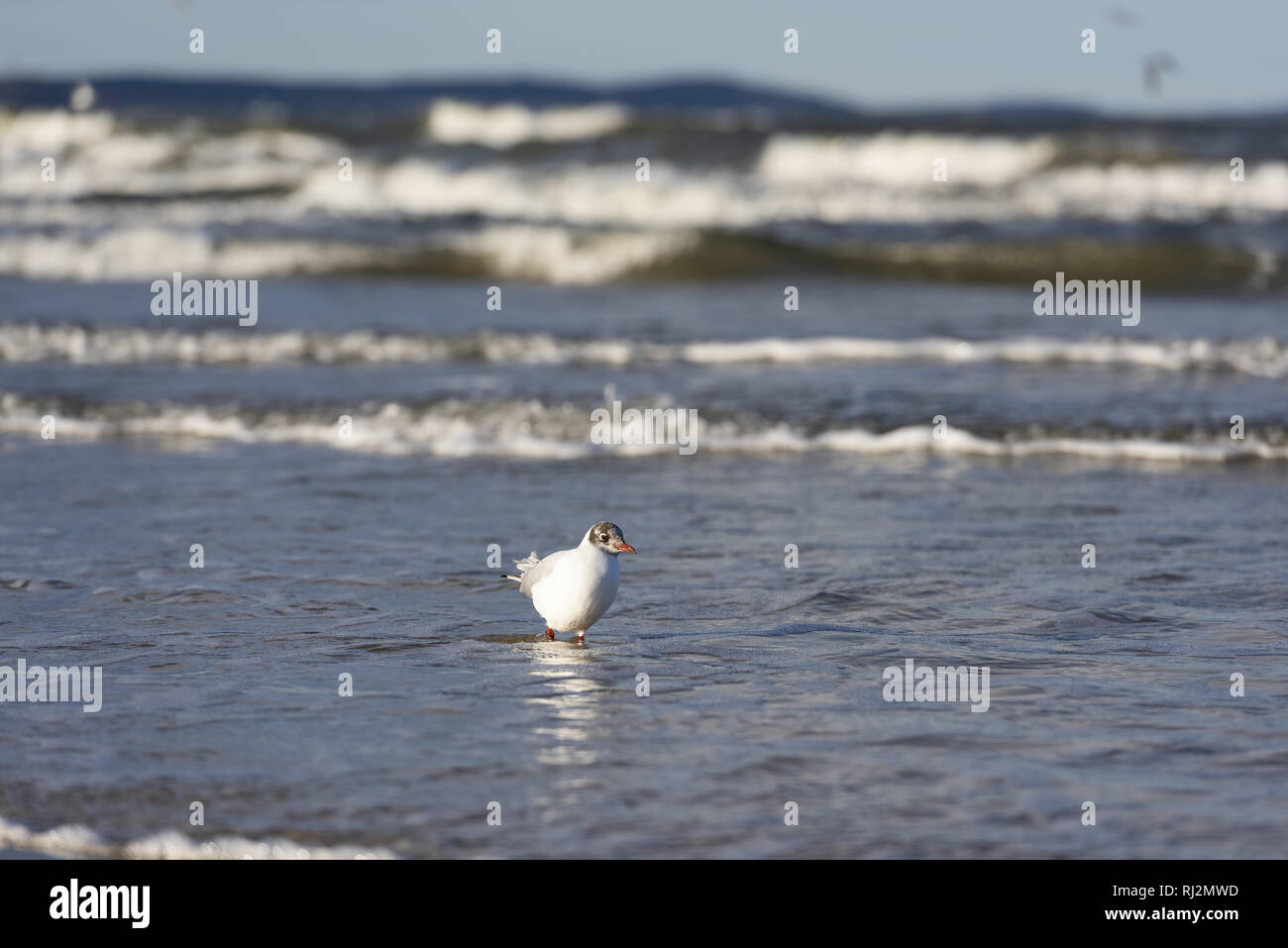 A testa nera (gabbiano Chroicocephalus ridibundus) su un Mar Baltico beach, Meclemburgo-Pomerania, Germania Foto Stock