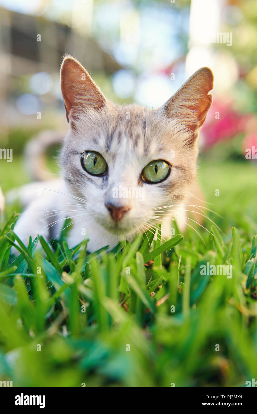 Close up ritratto di gatto con gli occhi verdi Foto Stock