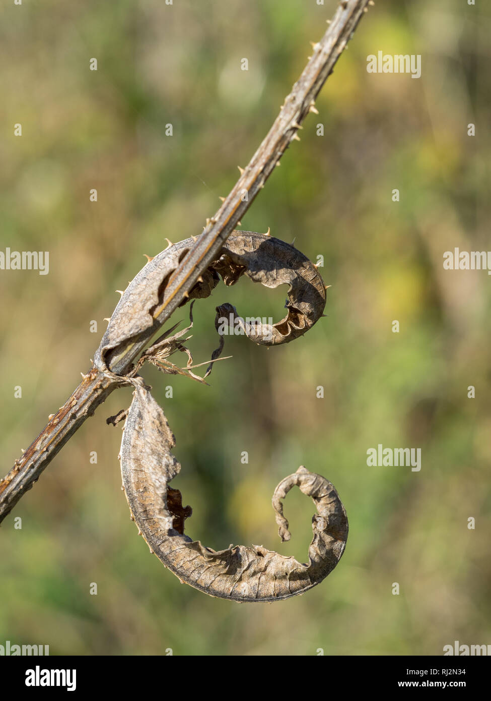 Una chiusura della vista di dettaglio di un essiccato teasel secco le foglie in autunno UK campo con foglie avvolto intorno a stelo Foto Stock
