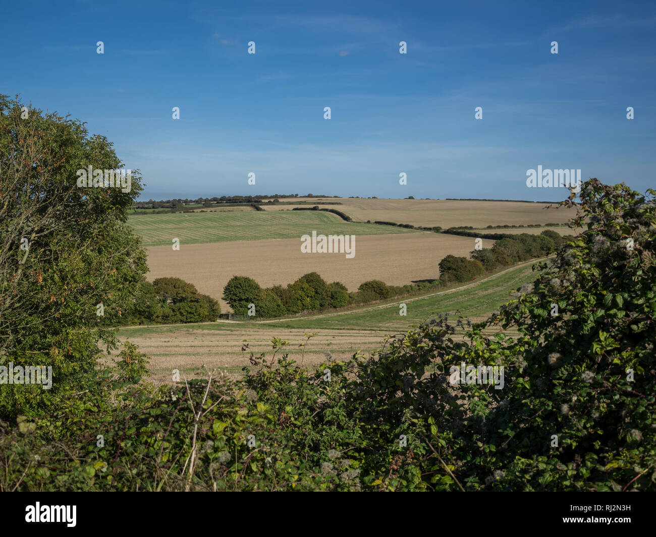 Una vista della campagna di laminazione campi incorniciato da hedge siepe con cielo blu e cloud wispy REGNO UNITO Foto Stock