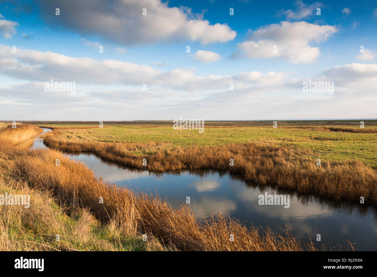 Elmley Island, Isola di Sheppey, Kent, Regno Unito. Riserva naturale nazionale e zona umida selvaggia. Cielo blu e nuvole soffici. Scattata nel mese di gennaio. Foto Stock