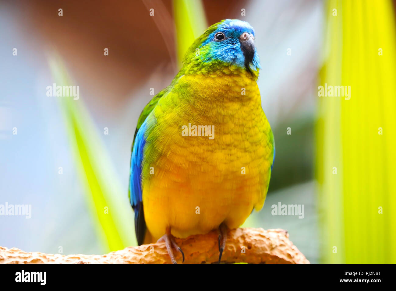 Colorato turchese parrot (neophema pulchella) seduto su un ramo circondato dal colore giallo-verde delle foglie Foto Stock
